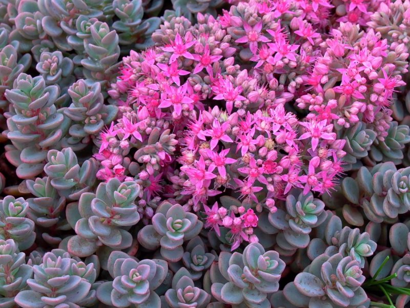 Седум cyaneum Rosenteppich