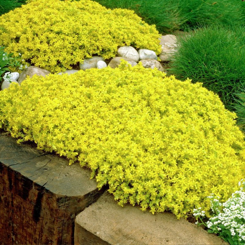 Очиток едкий (Sedum acre `Aureum`)