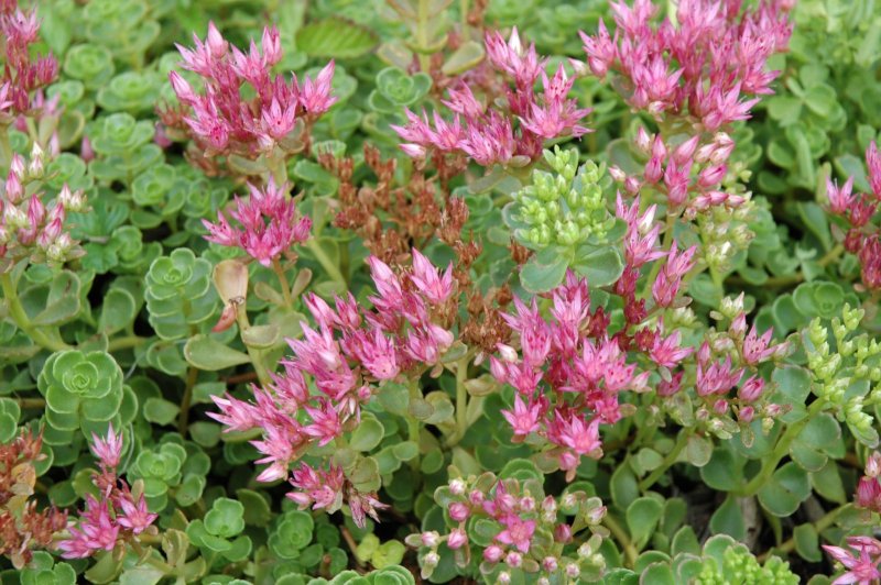 Очиток ложный (Sedum spurium `Roseum`)