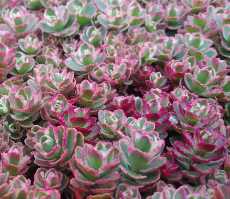 Sedum spurium 'Tricolor'
