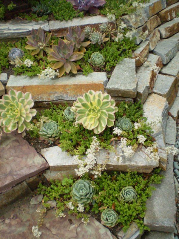 Растение живучка Sempervivum