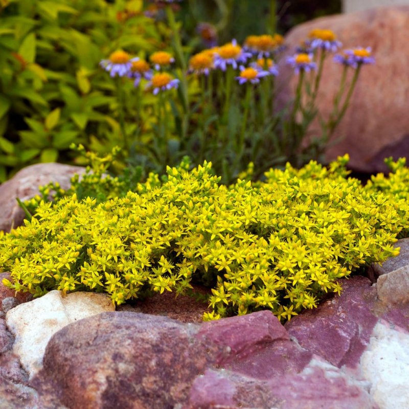Очиток едкий Sedum acre