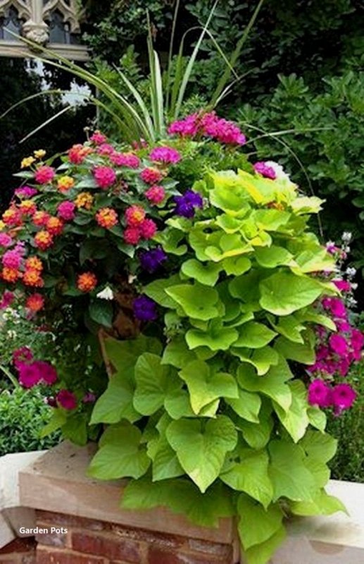 Ипомея Marguerite