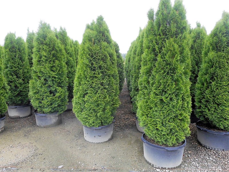 Туя Thuja occidentalis Zmatlik