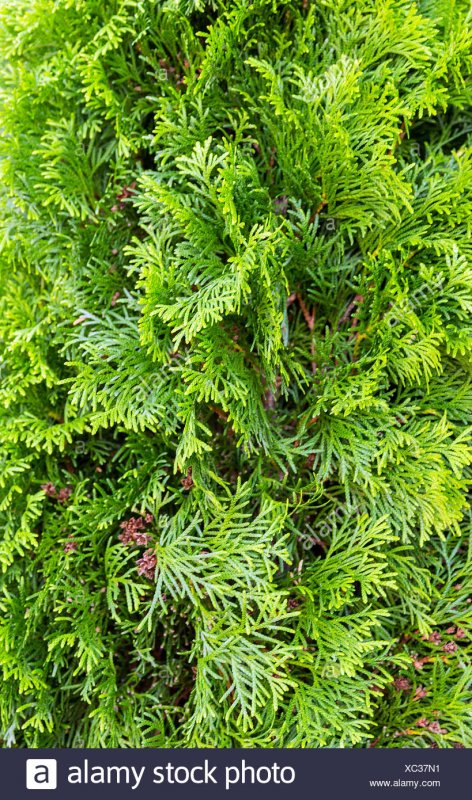 Juniperus scopulorum 'Woodward'