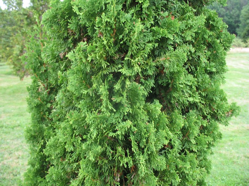 Туя Thuja occidentalis Zmatlik