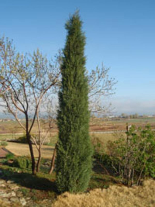 Туя Западная DEGROOT'S Spire
