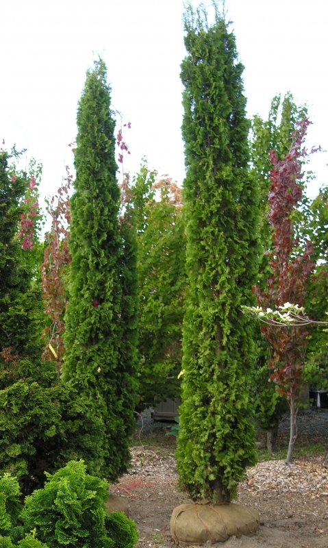 Туя Западная (Thuja occidentalis) «DEGROOT'S Spire»