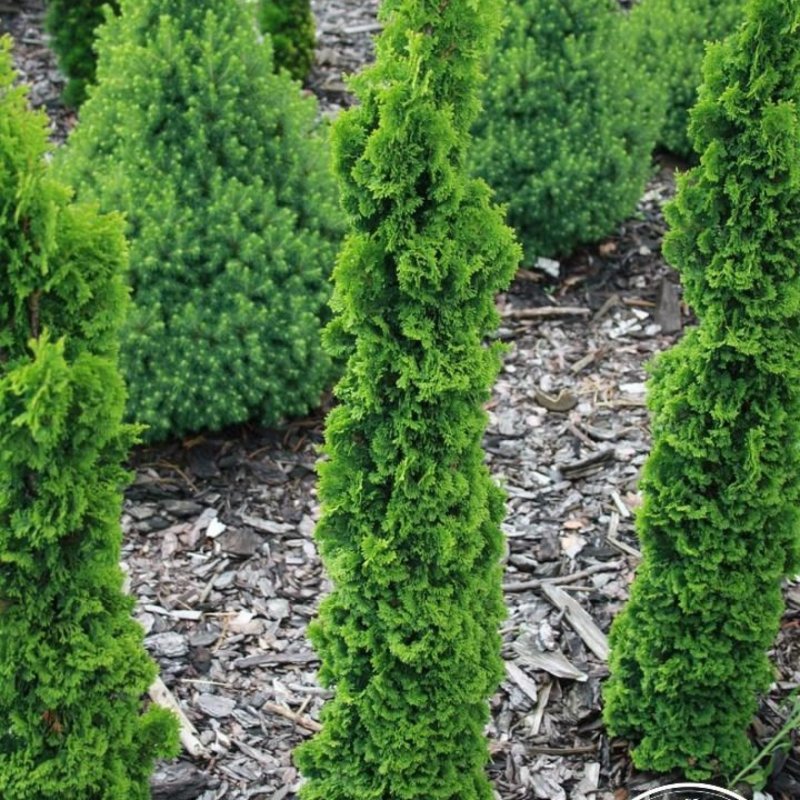 Туя Thuja occidentalis Zmatlik