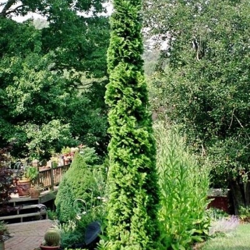 Emerald Green Arborvitae Staggered spacing