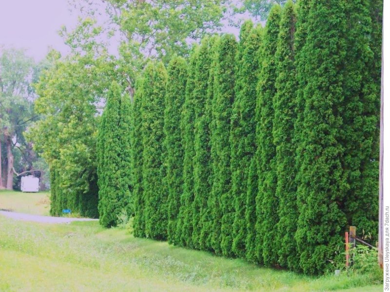 Evergreen Tree