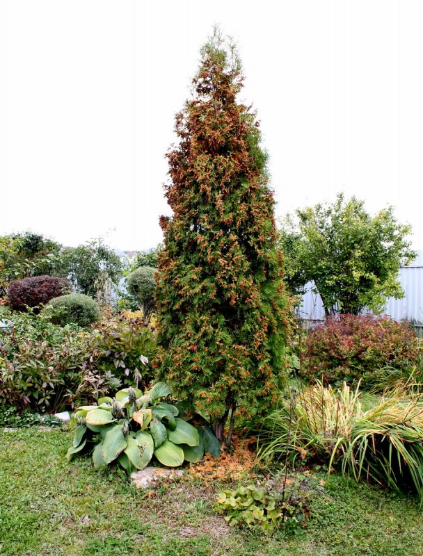 Туя Thuja occidentalis Zmatlik