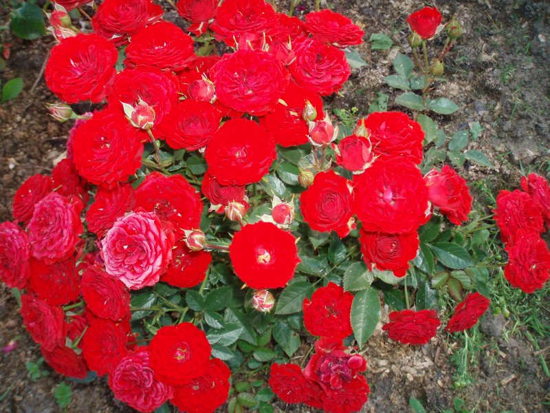 Роза бордюрная алая
