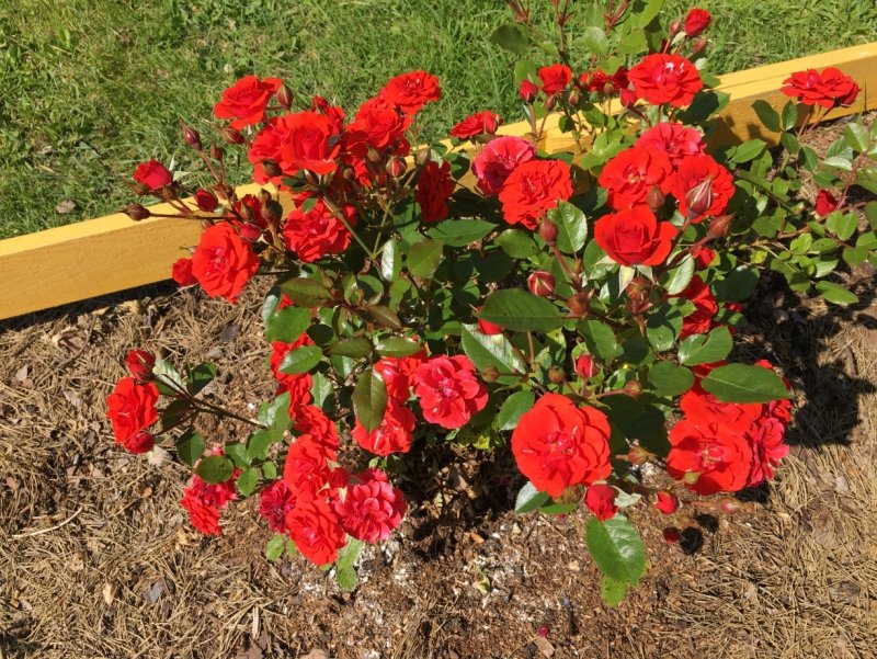 Роза Orange Babyflor