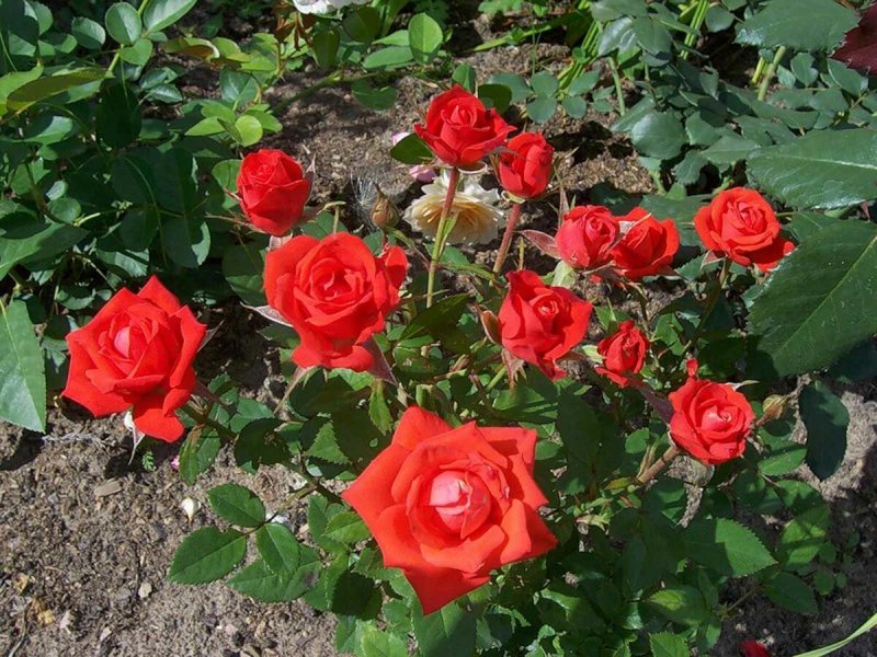 Роза оранж Джевел (Orange Juwel)
