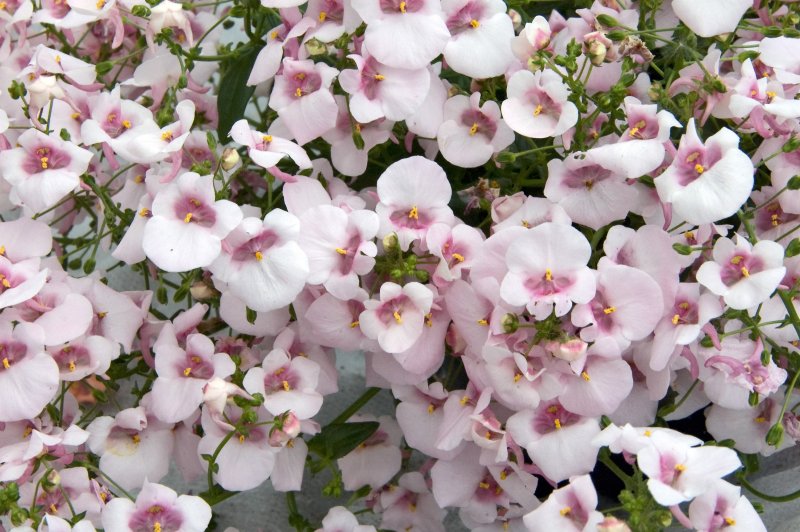 Диасция Diascia Darla Appleblossom