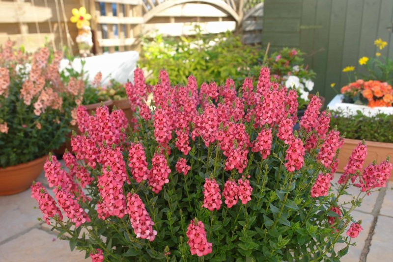 Диасция ампельная Diascia