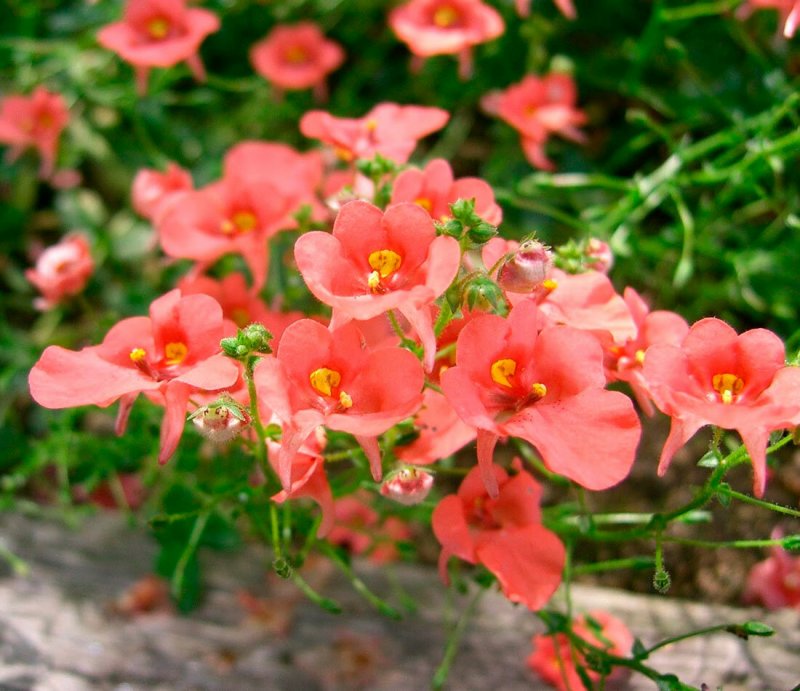 Diascia barberae