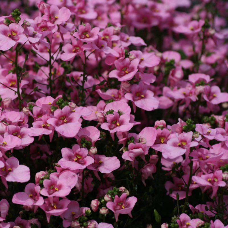 . Диасция «Pink Queen»