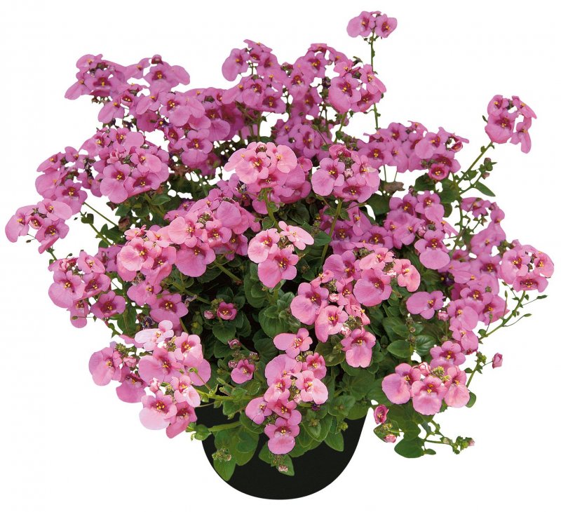 Диасция Diascia Darla Rose 128