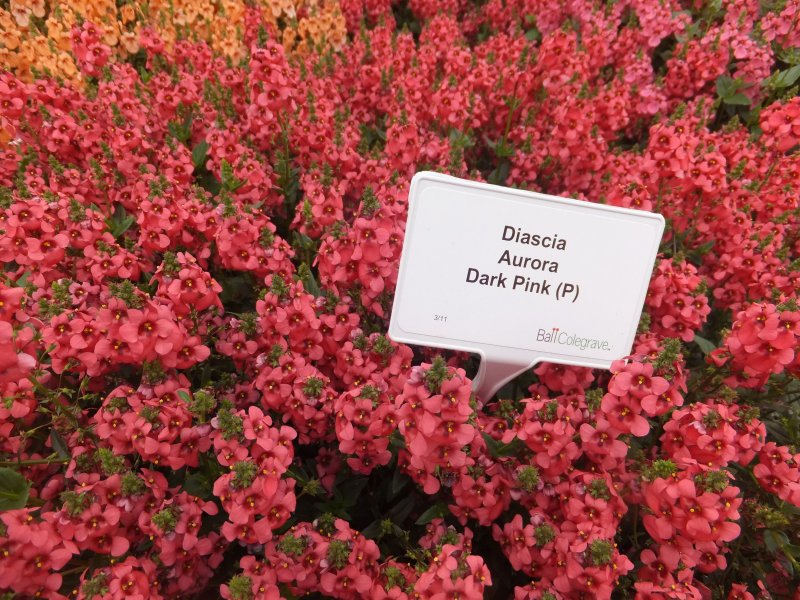 Диасция Diascia Darla Light Pink