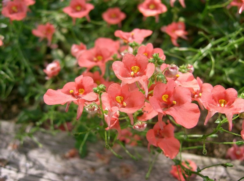 Диасция Diascia Darla Appleblossom