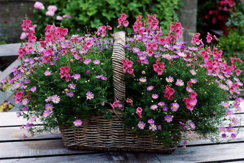 Diascia barberae