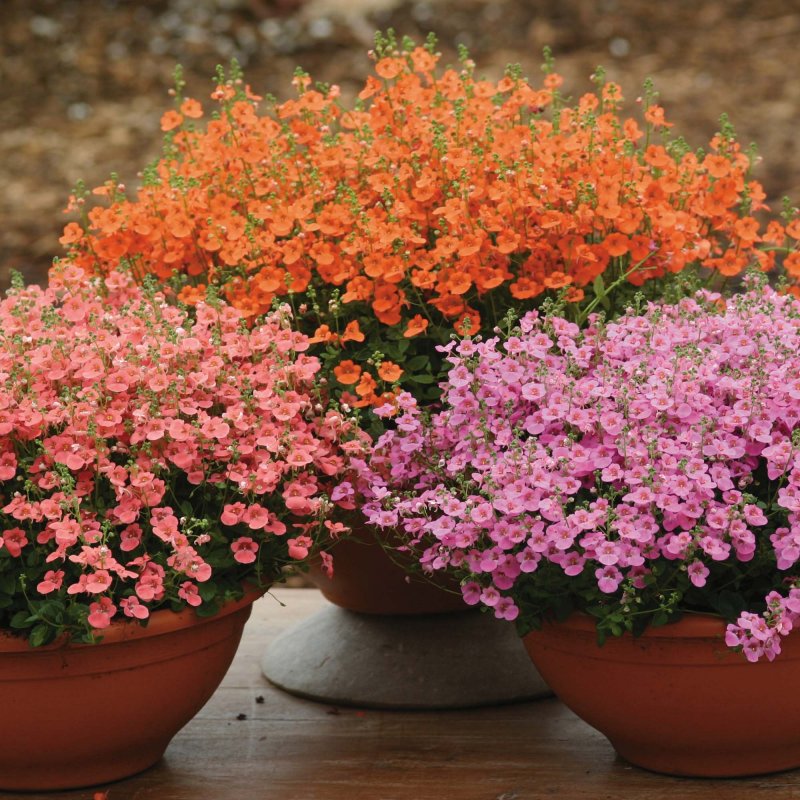 Диасция ампельная Diascia