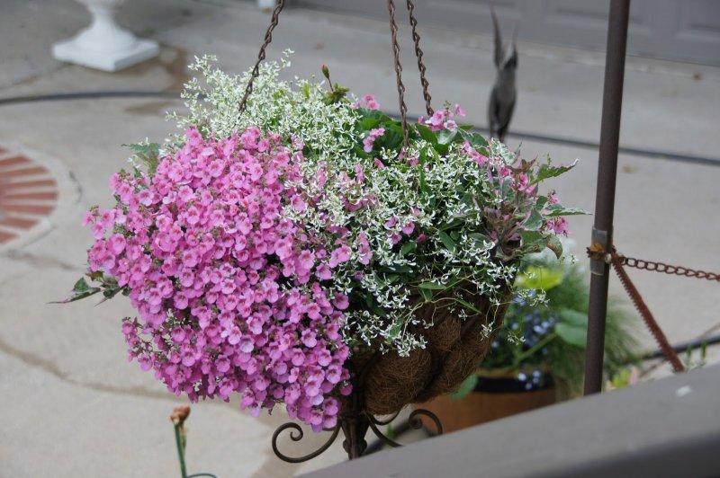 Диасция Diascia Darla Appleblossom