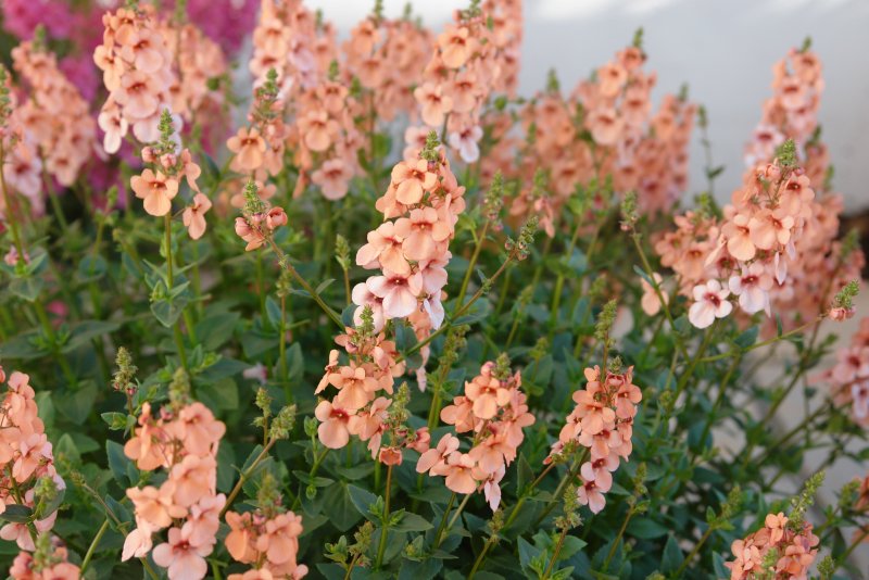 Diascia Denim Blue