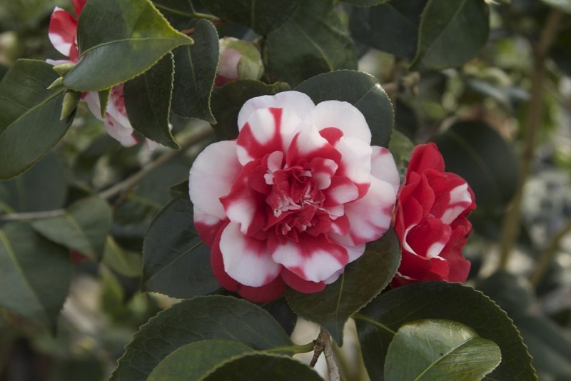 Camellia japonica / Каме́лия япо́нская