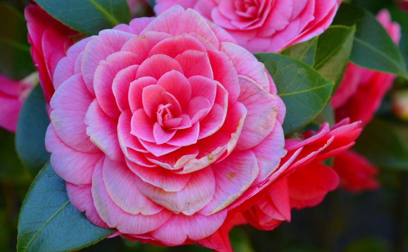 Камелия japonica