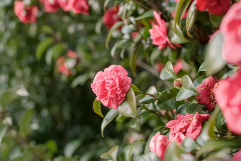 Camellia sasanqua Winter