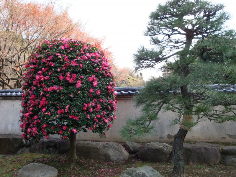 Камелия кустарник