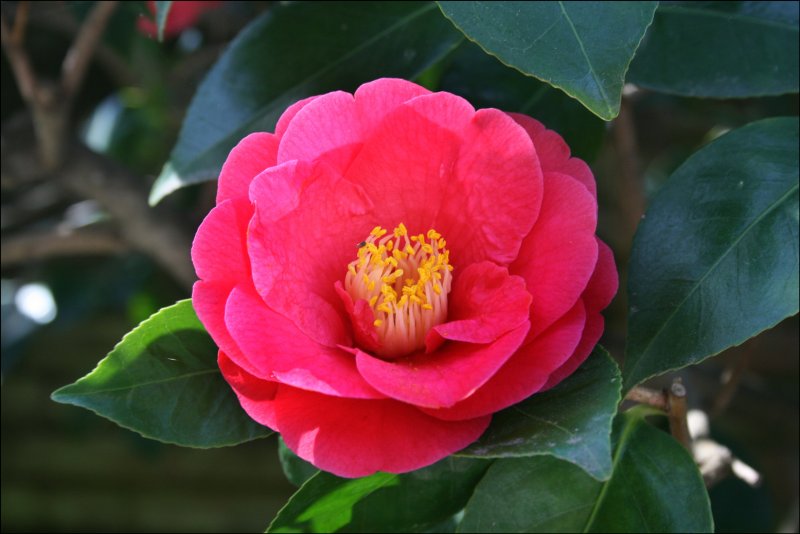 Камелия japonica