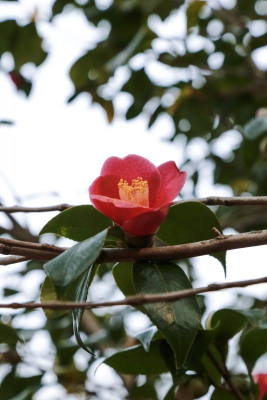 Камелия japonica