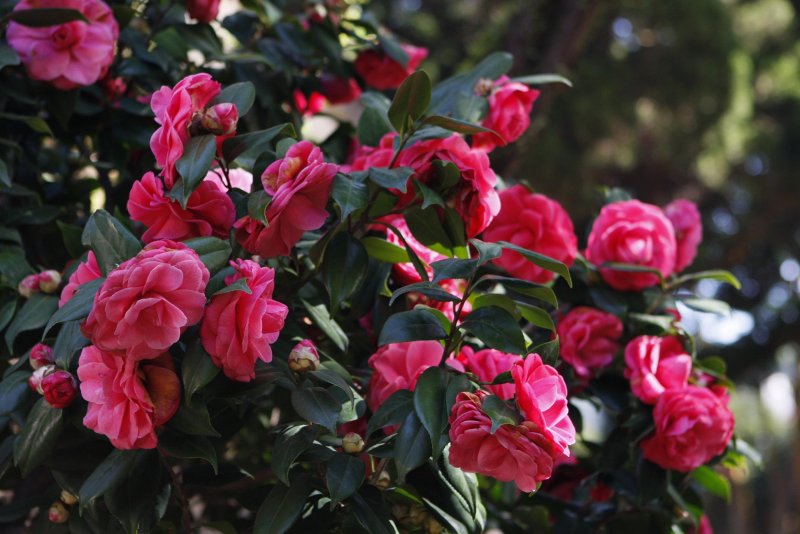 Камелия japonica