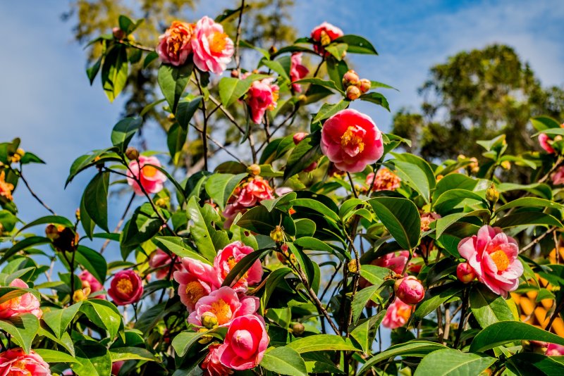 Камелия японская Camellia japonica куст