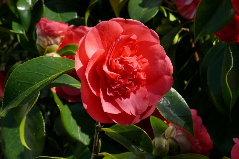 Camellia japonica / Каме́лия япо́нская