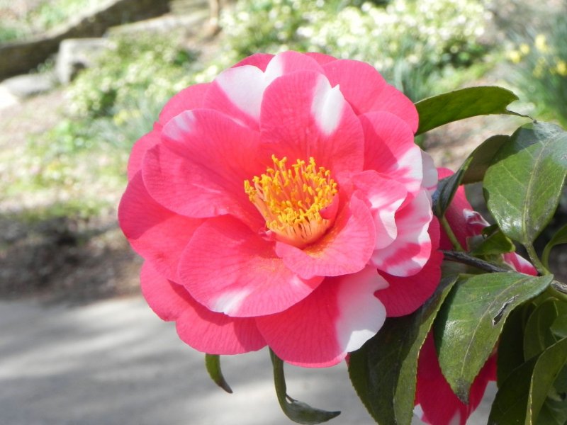 Камелия японская Camellia japonica куст