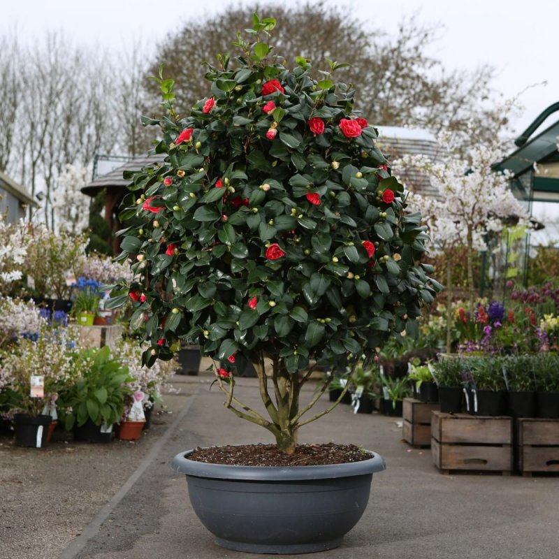 Camellia japonica disease
