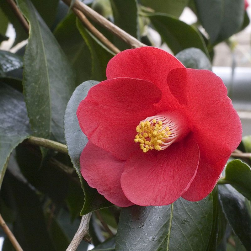 Camellia japonica / Каме́лия япо́нская