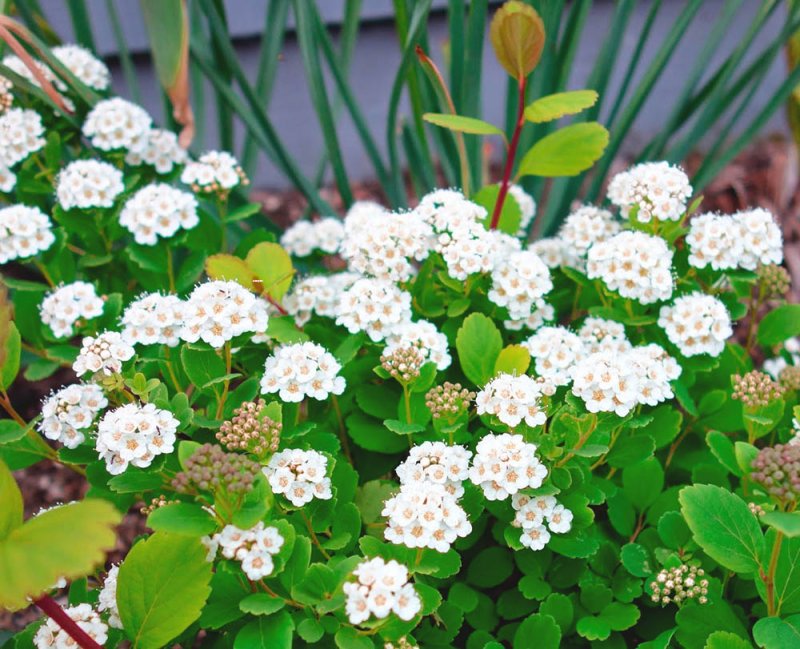 Spiraea betulifolia Tor