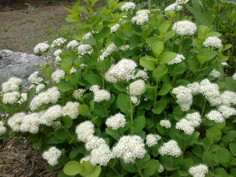 Spiraea betulifolia 'Island'
