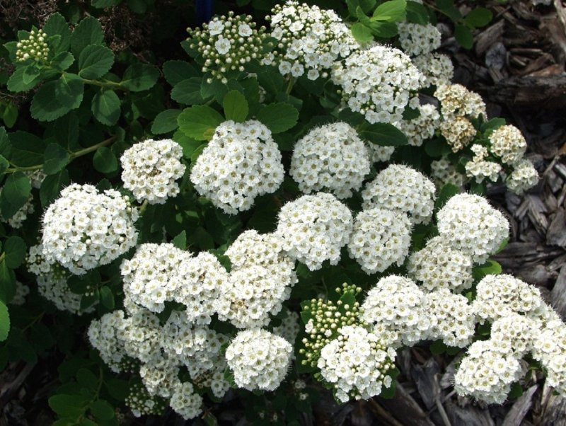 Спирея березолистная Spiraea betulifolia