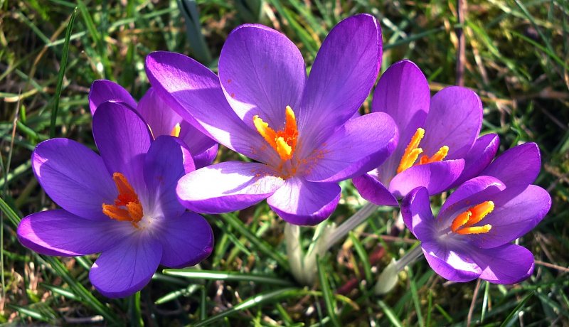 Шафран прекрасный (Crocus speciosus)