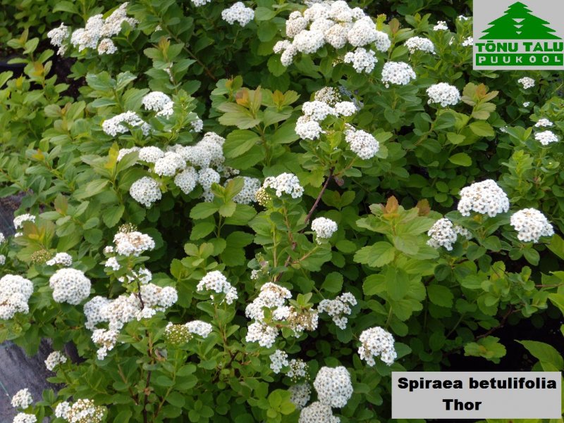 Спирея betulifolia