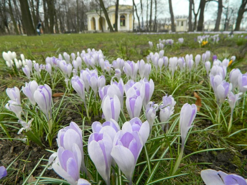 Крокус Ботанический на клумбе
