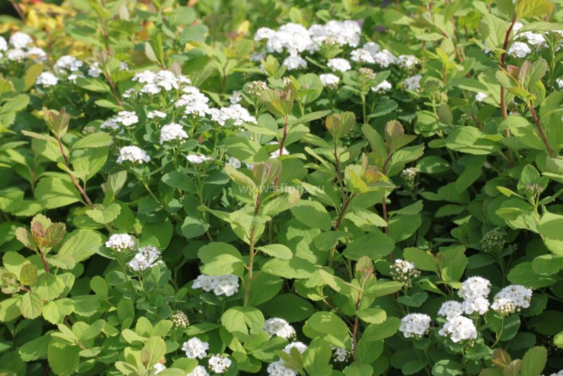 Спирея березолистная Spiraea betulifolia