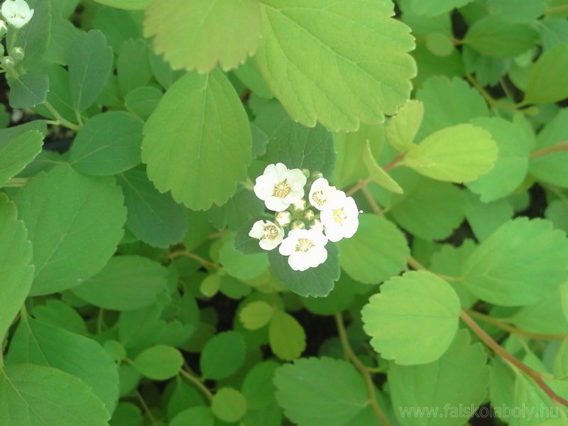 Spiraea betulifolia Tor